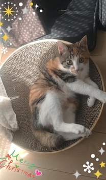 �N���X�}...