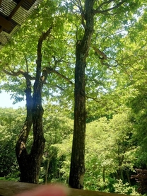 C悷钩̉摜