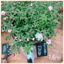 �ߔN������