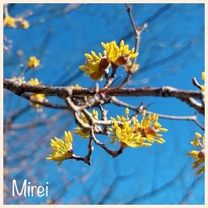 �u���O�摜