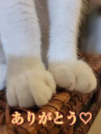 �u���O�摜
