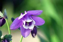 �u���O�摜