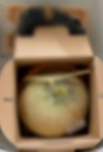 �u���O�摜