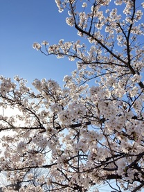 �u���O�摜