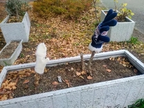 �u���O�摜