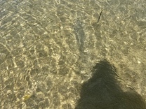 εβ