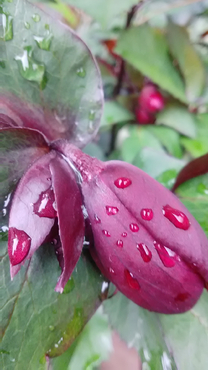 ����ɂ�...