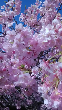 ����ɂ�...