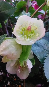 ����ɂ�...