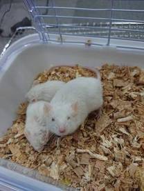 �u���O�摜