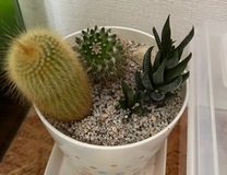 �u���O�摜