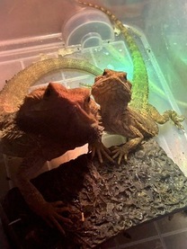 �u���O�摜