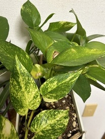 �u���O�摜