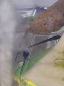 �u���O�摜