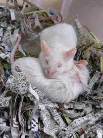 �u���O�摜