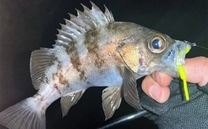 �u���O�摜