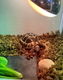 �u���O�摜