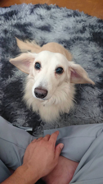 �u���O�摜