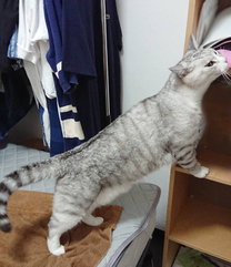 �u���O�摜