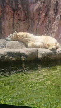 �u���O�摜