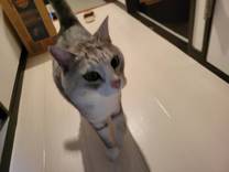 �u���O�摜