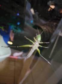 �u���O�摜