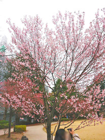 �u���O�摜