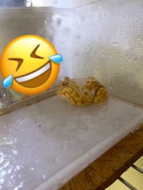 �u���O�摜