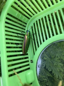 �u���O�摜