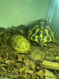 �u���O�摜