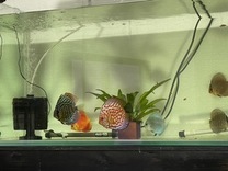 �u���O�摜