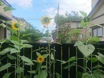 �u���O�摜