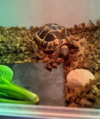 �u���O�摜