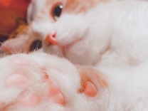 `˂с`