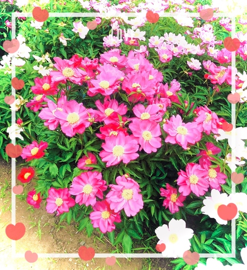 L̉摜1