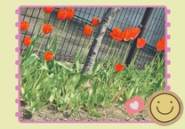 �u���O�摜