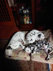 �u���O�摜