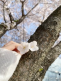 �u���O�摜