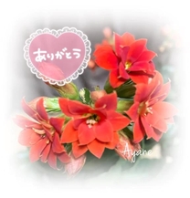 �u���O�摜