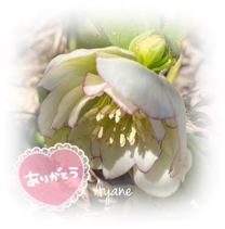 �u���O�摜