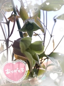 �u���O�摜