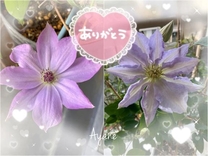 �u���O�摜