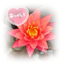 �u���O�摜