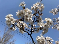 �u���O�摜