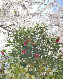 �u���O�摜