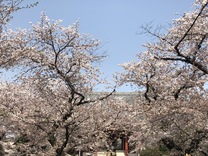 �u���O�摜