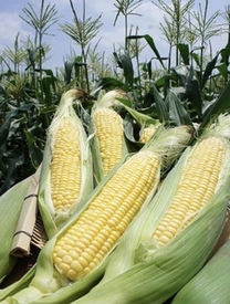 週の折り返し? 夏の味覚でひと休み