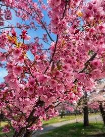 ��������R�R�I���̎q�t�@�[�X�g�ȁu3A�v�̂��X���āH?