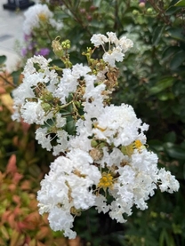 εβ