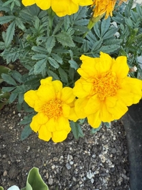 εβ